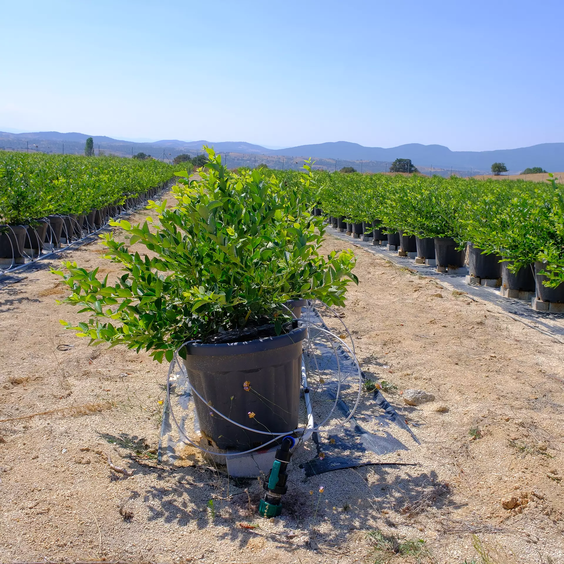 Engin Ç. 5000 Saksı Yaban Mersini Projesi