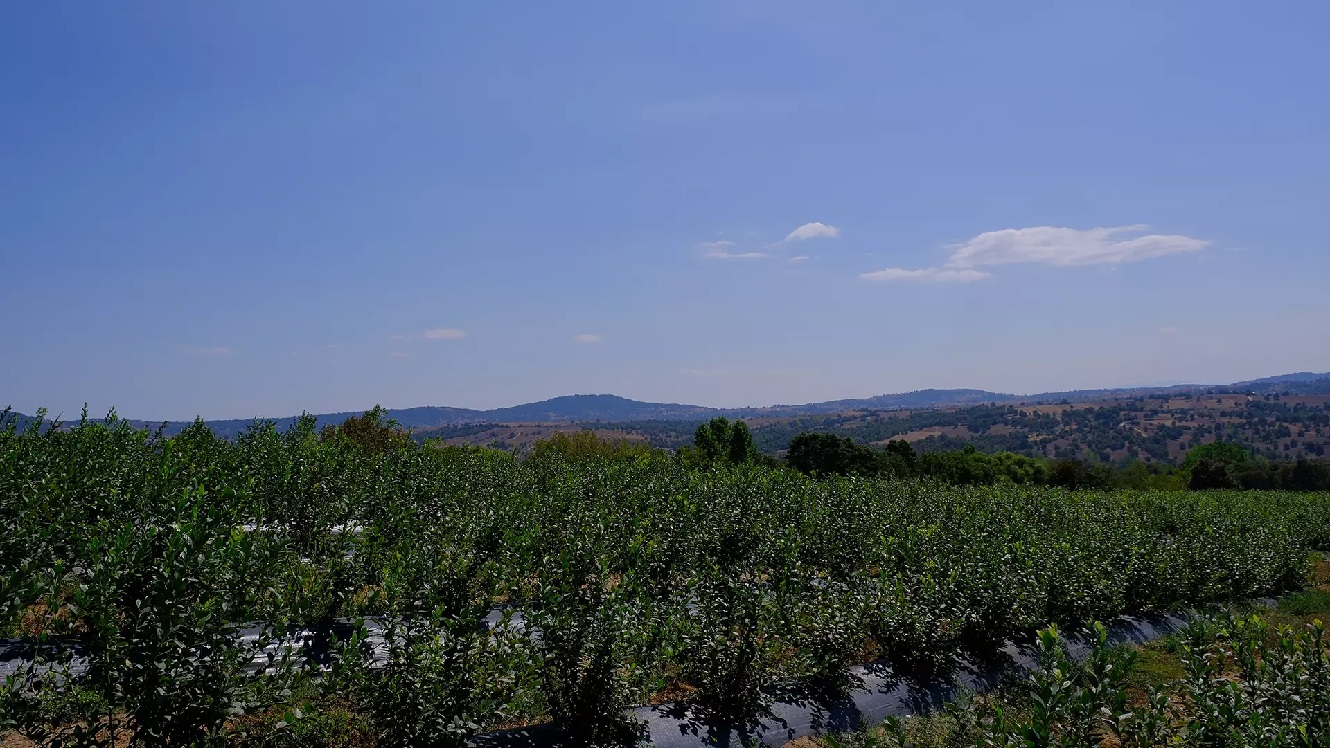 Yazıcı Tarım Yaban Mersini Projesi