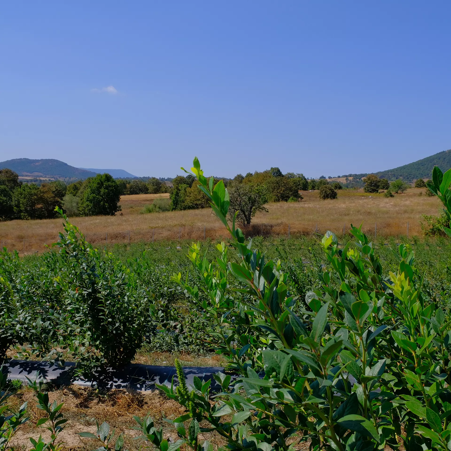 Yazıcı Tarım Yaban Mersini Projesi